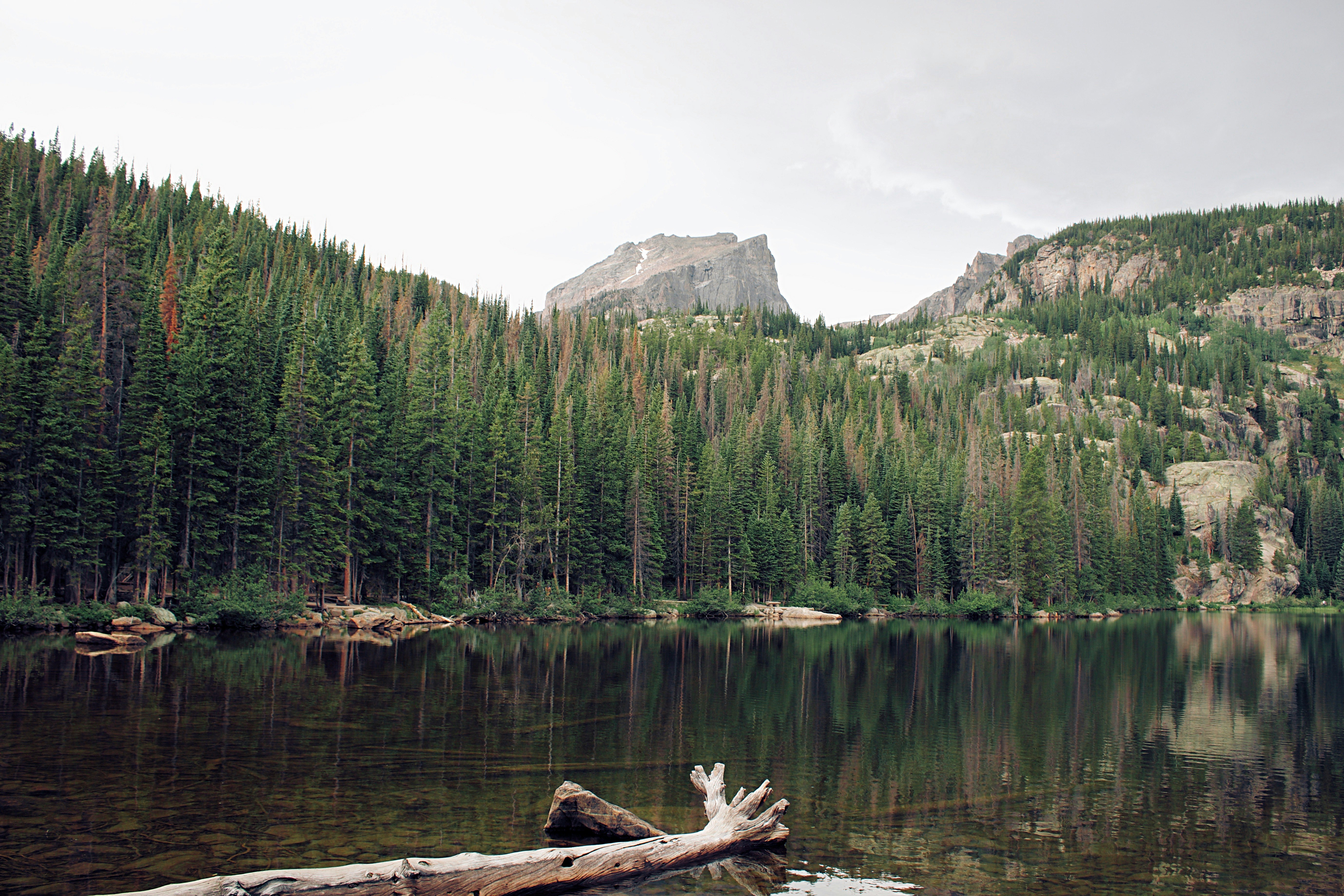 green pine trees near lake during daytime